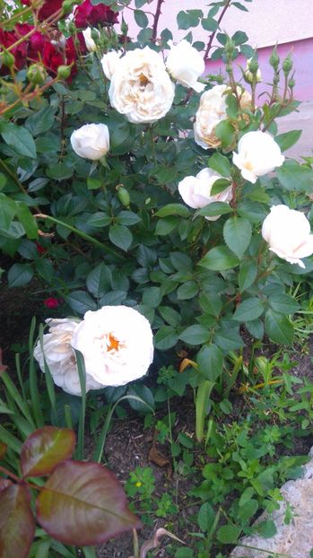  - Uetersener klosterrose- urcator