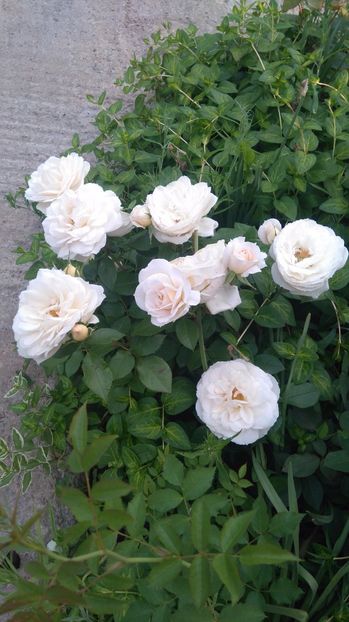  - Uetersener klosterrose- urcator