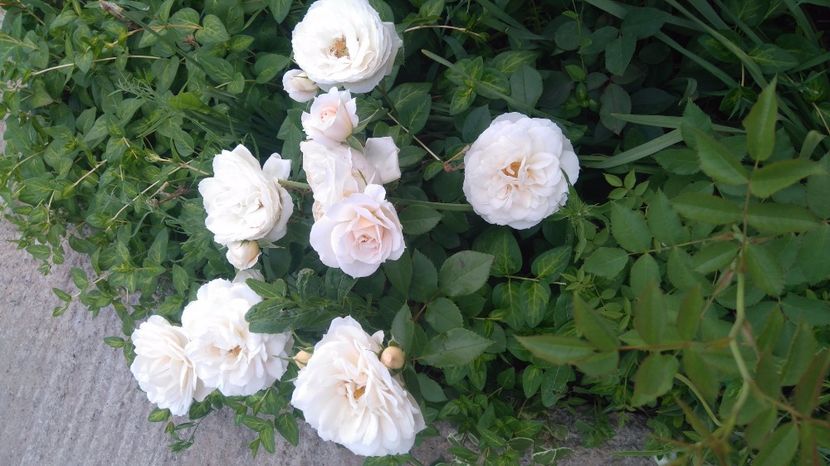  - Uetersener klosterrose- urcator