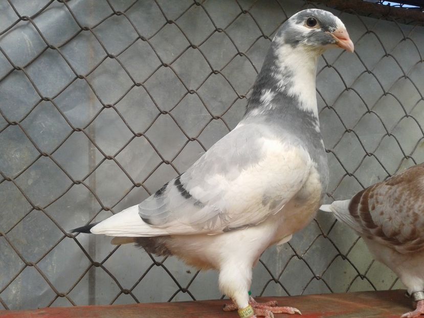 Fotografie0629 - tineret 2017