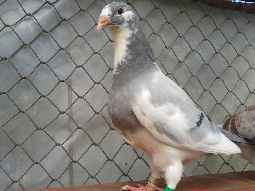 Fotografie0627 - tineret 2017