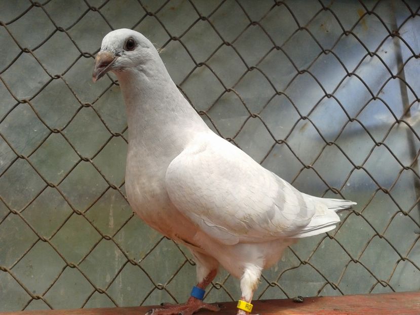 Fotografie0697 - tineret 2017