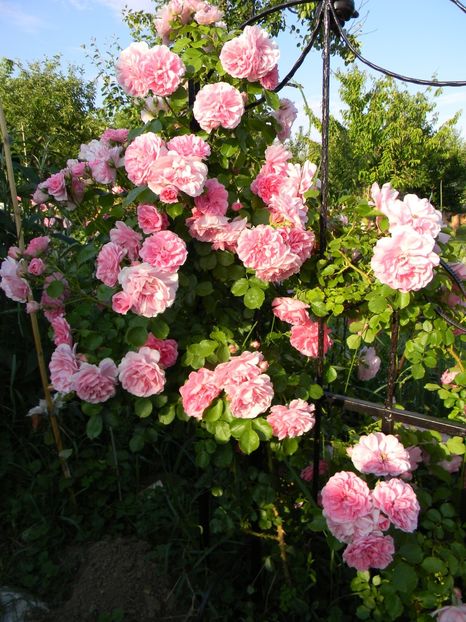 Uetersens rosenprinzessn - Trandafiri urcatori 2017