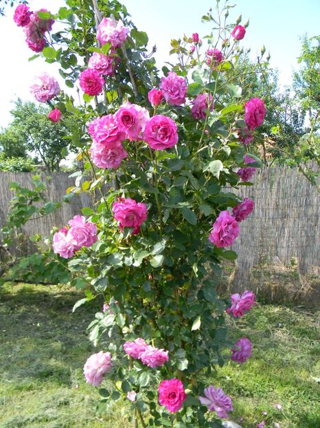 Climing violette parfumee - Trandafiri urcatori 2017