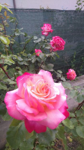 Rina Herholdt - Trandafiri comerciali urcatori