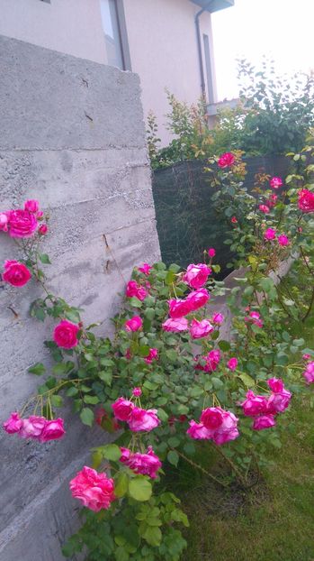 Parade - Trandafiri comerciali urcatori