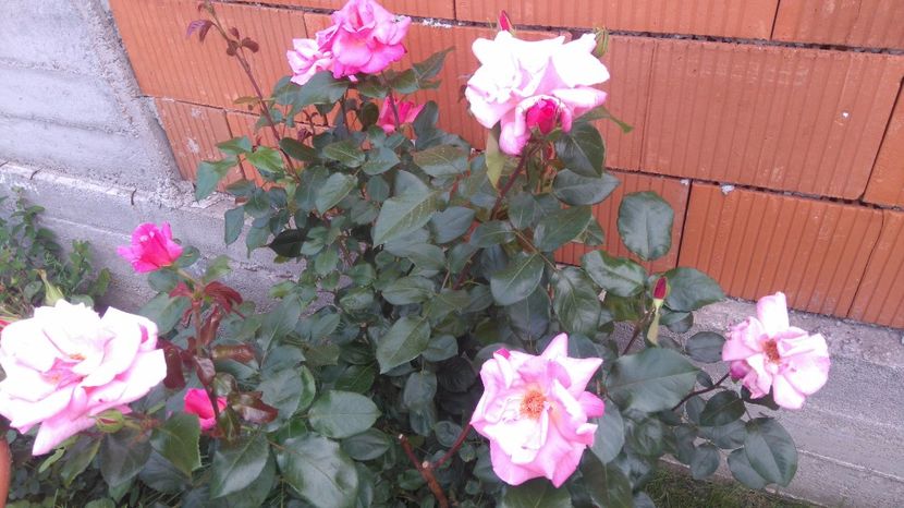 Queen elizabeth - Trandafiri comerciali urcatori