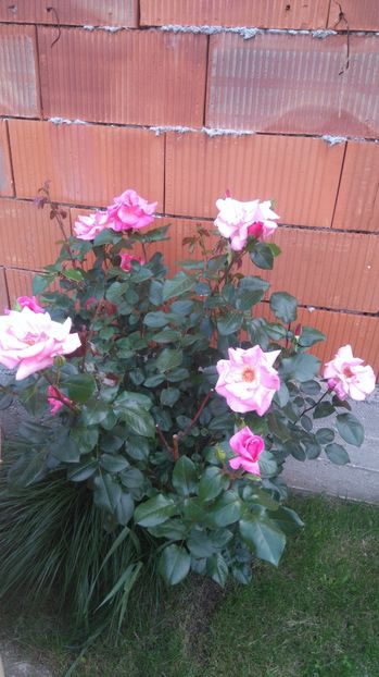  - Trandafiri comerciali urcatori