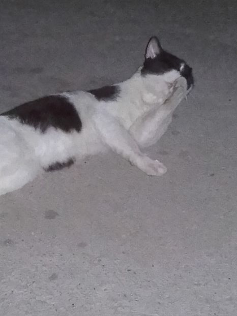  - Pisicii mei dragi - Dex și Mini