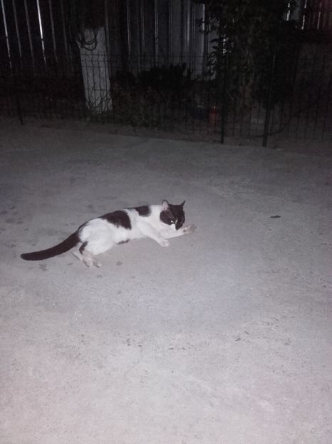  - Pisicii mei dragi - Dex și Mini