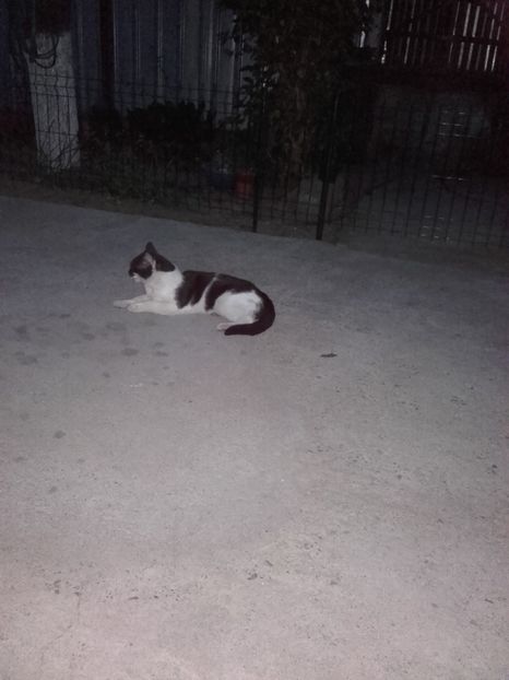  - Pisicii mei dragi - Dex și Mini