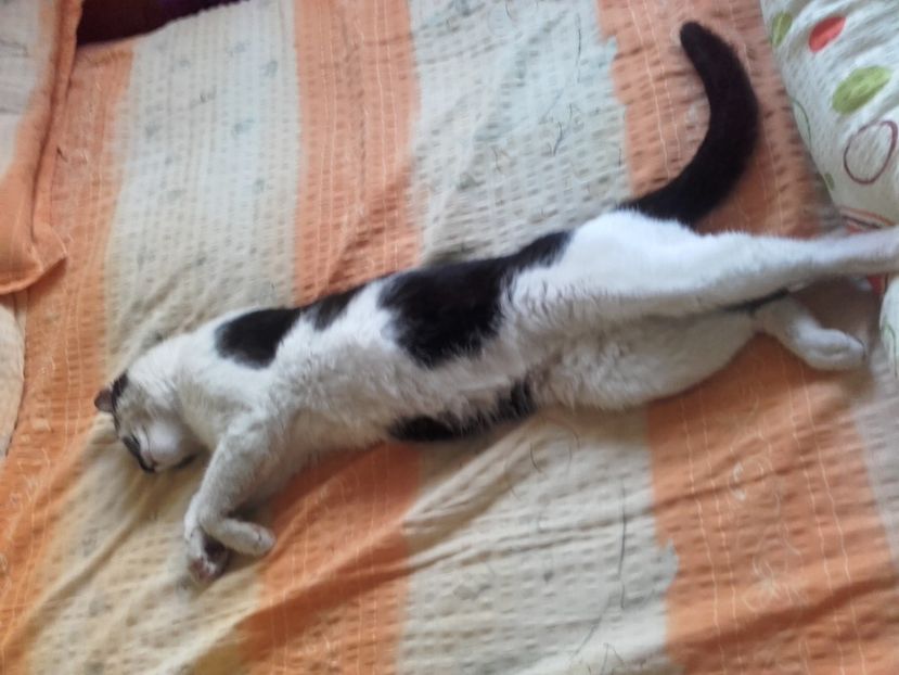  - Pisicii mei dragi - Dex și Mini