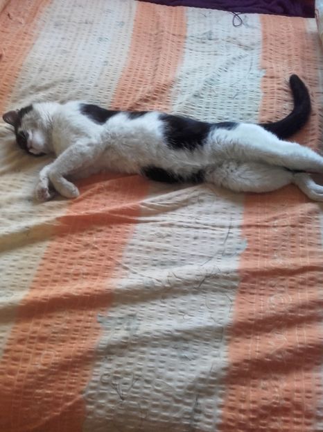  - Pisicii mei dragi - Dex și Mini