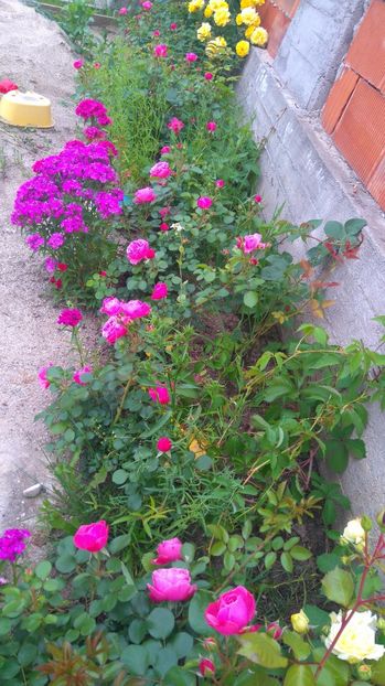  - Gradina mai 2017