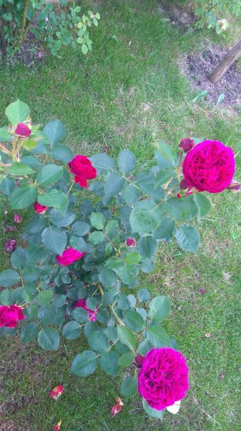  - Gradina mai 2017