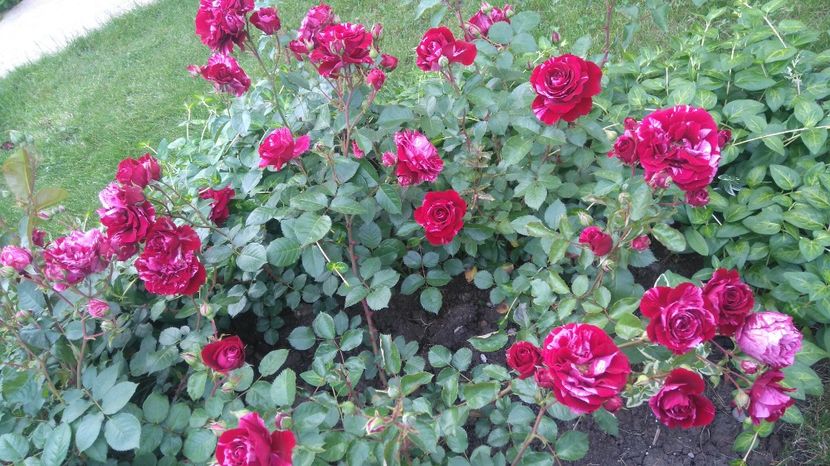  - Gradina mai 2017