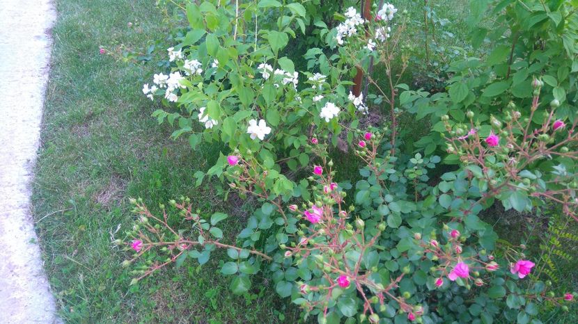  - Gradina mai 2017