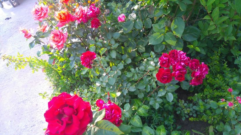  - Gradina mai 2017