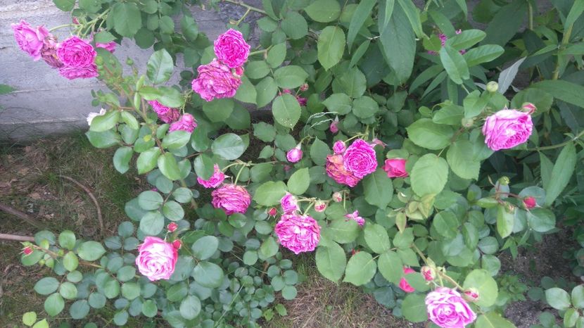  - Gradina mai 2017