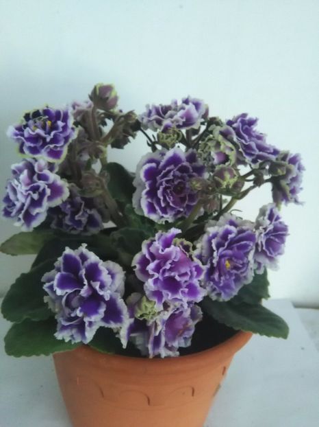  - 1-A-Violete 2017