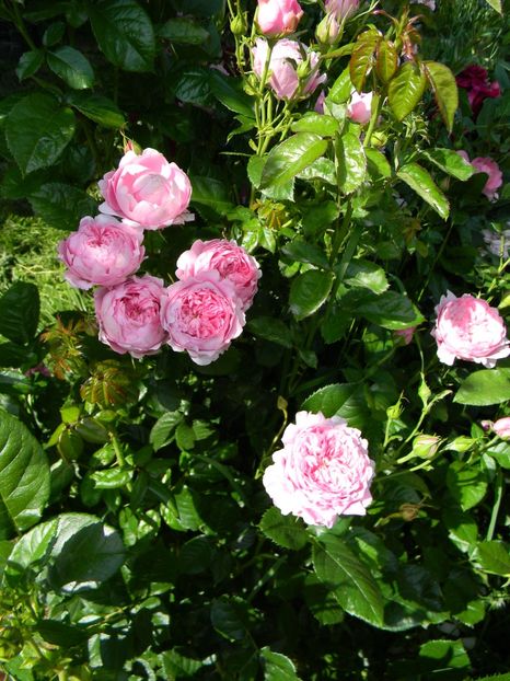 Chantal merieux - Trandafiri 2017