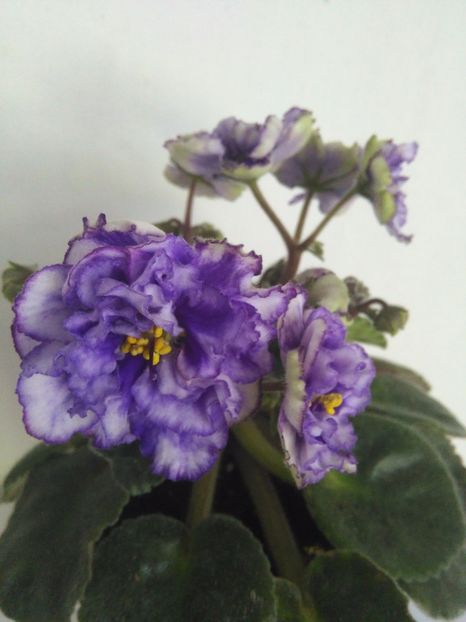  - 1-A-Violete 2017
