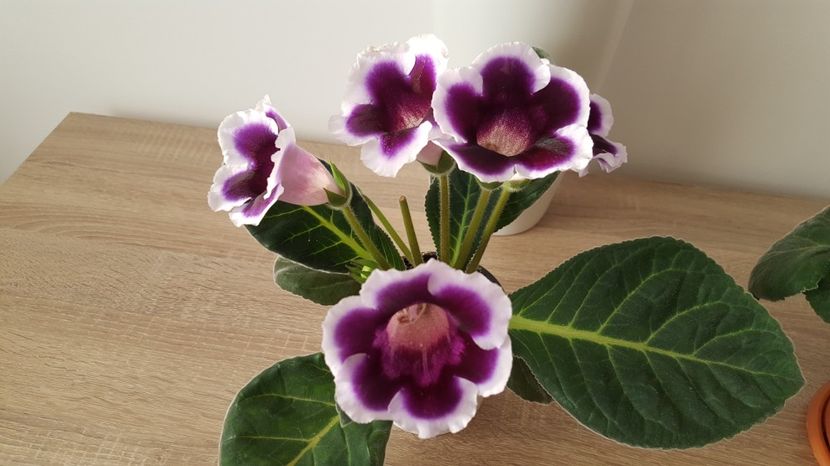  - Gloxinia