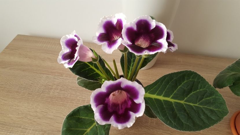  - Gloxinia
