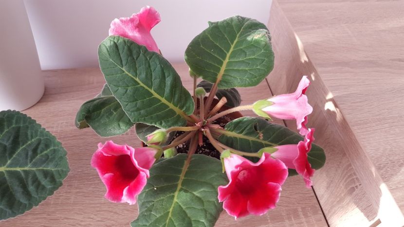  - Gloxinia