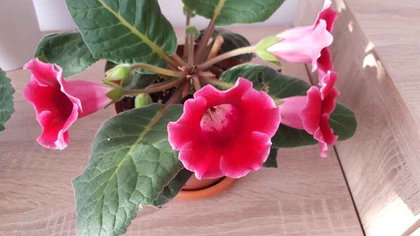  - Gloxinia