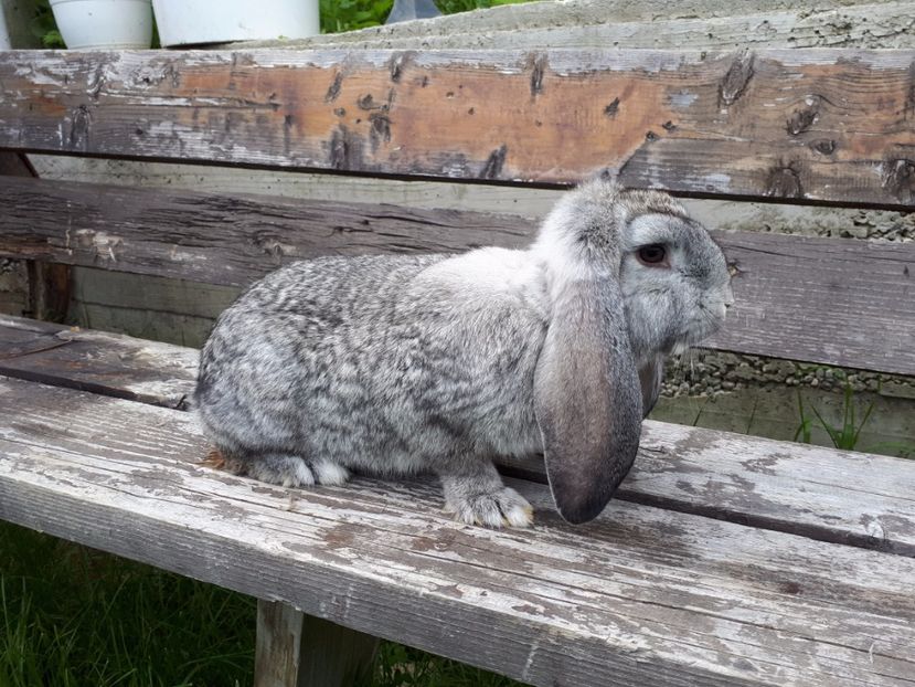 Mascul ,vandut - 04 Berbec German