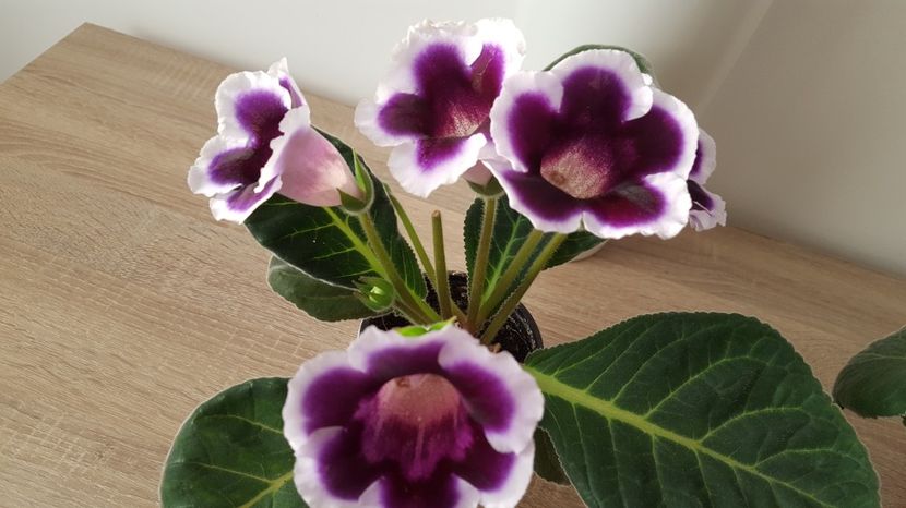  - Gloxinia