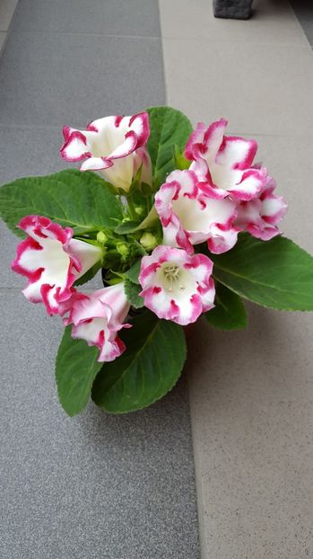  - Gloxinia