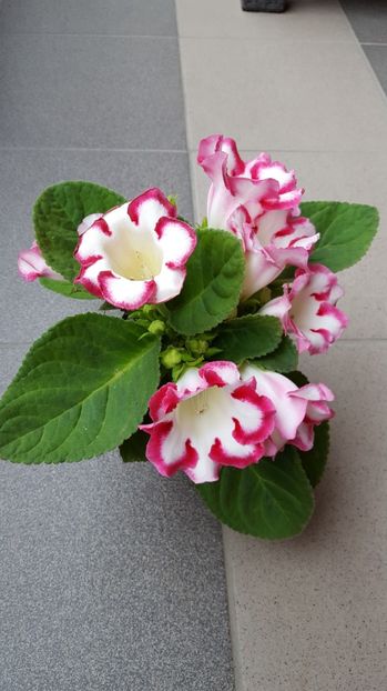  - Gloxinia