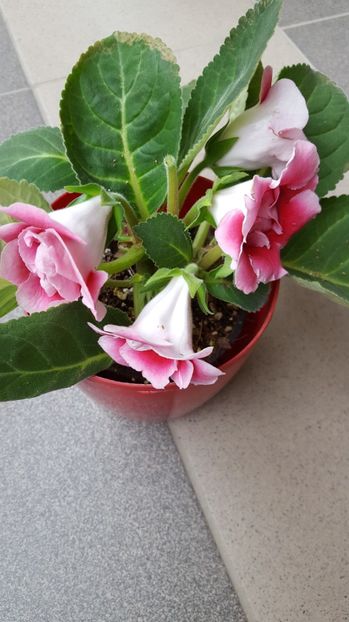  - Gloxinia