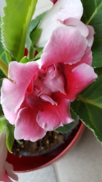  - Gloxinia