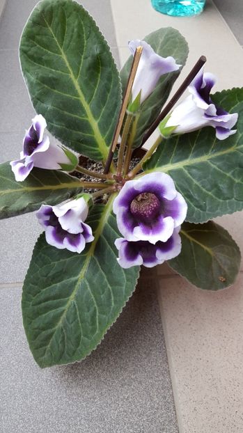  - Gloxinia