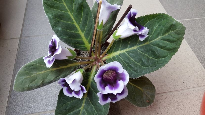  - Gloxinia