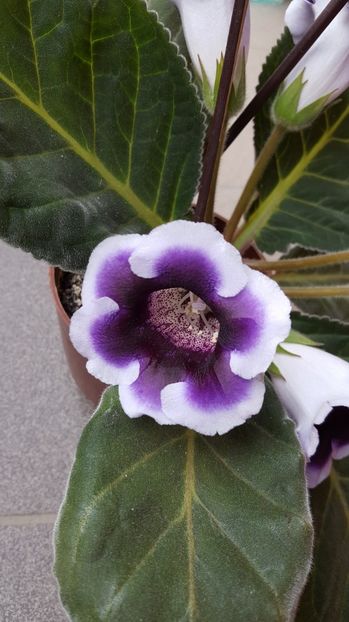  - Gloxinia