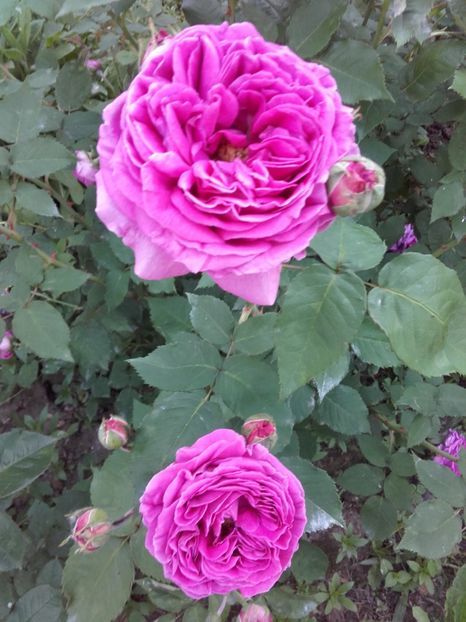  - 33-posibil Madame de Sevigne