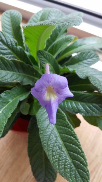  - streptocarpus