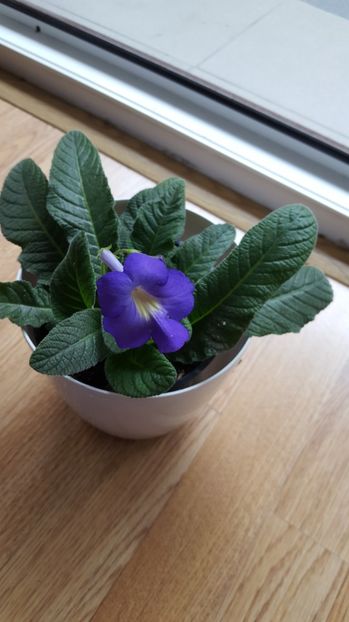  - streptocarpus