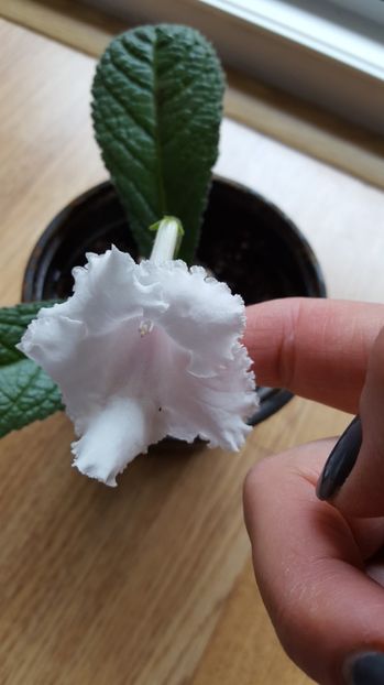  - streptocarpus