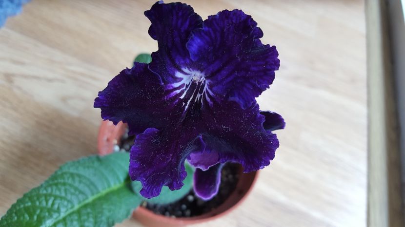  - streptocarpus