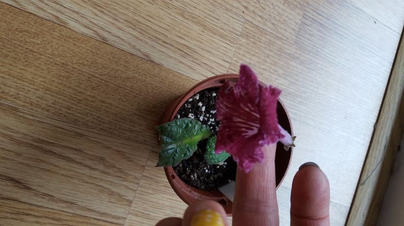  - streptocarpus