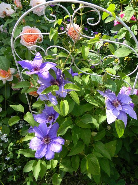 Parisienne - Clematite 2017