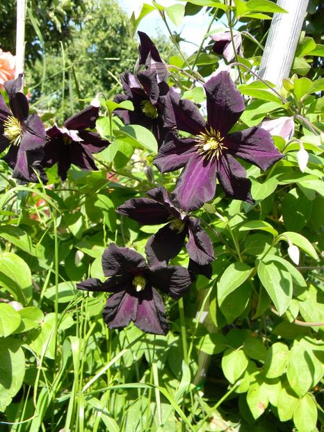 Romantika - Clematite 2017