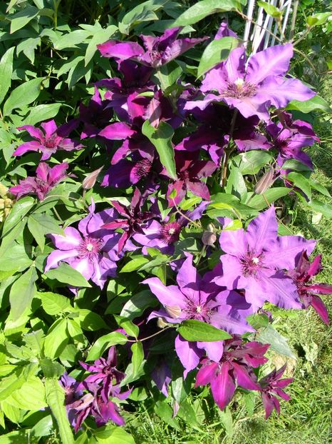 Fleuri - Clematite 2017