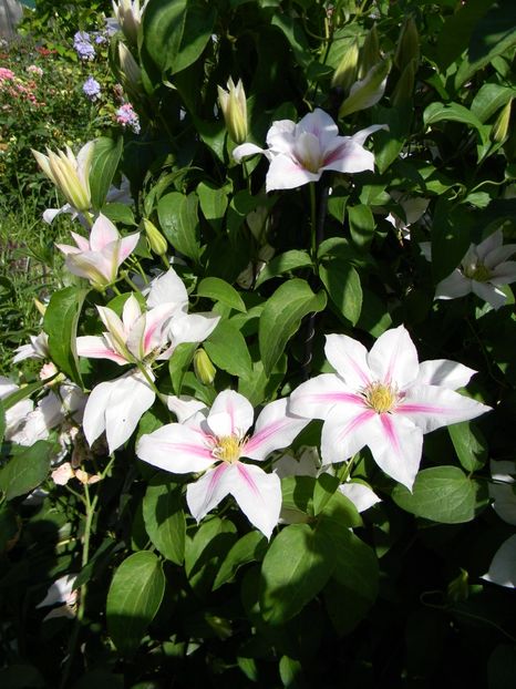 Andromeda - Clematite 2017
