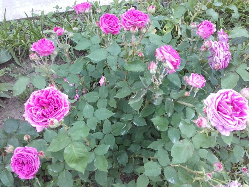  - 33-posibil Madame de Sevigne